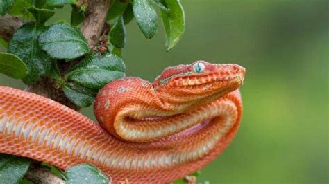 Arti mimpi ular merah muda  Tribun-Medan